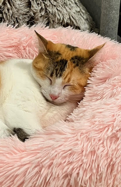 Enlarge MUNCHIE, a Adopted Domestic Short Hair in Clearwater, FL image 3/3