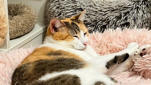 Enlarge MUNCHIE, a Adopted Domestic Short Hair in Clearwater, FL image 1/3