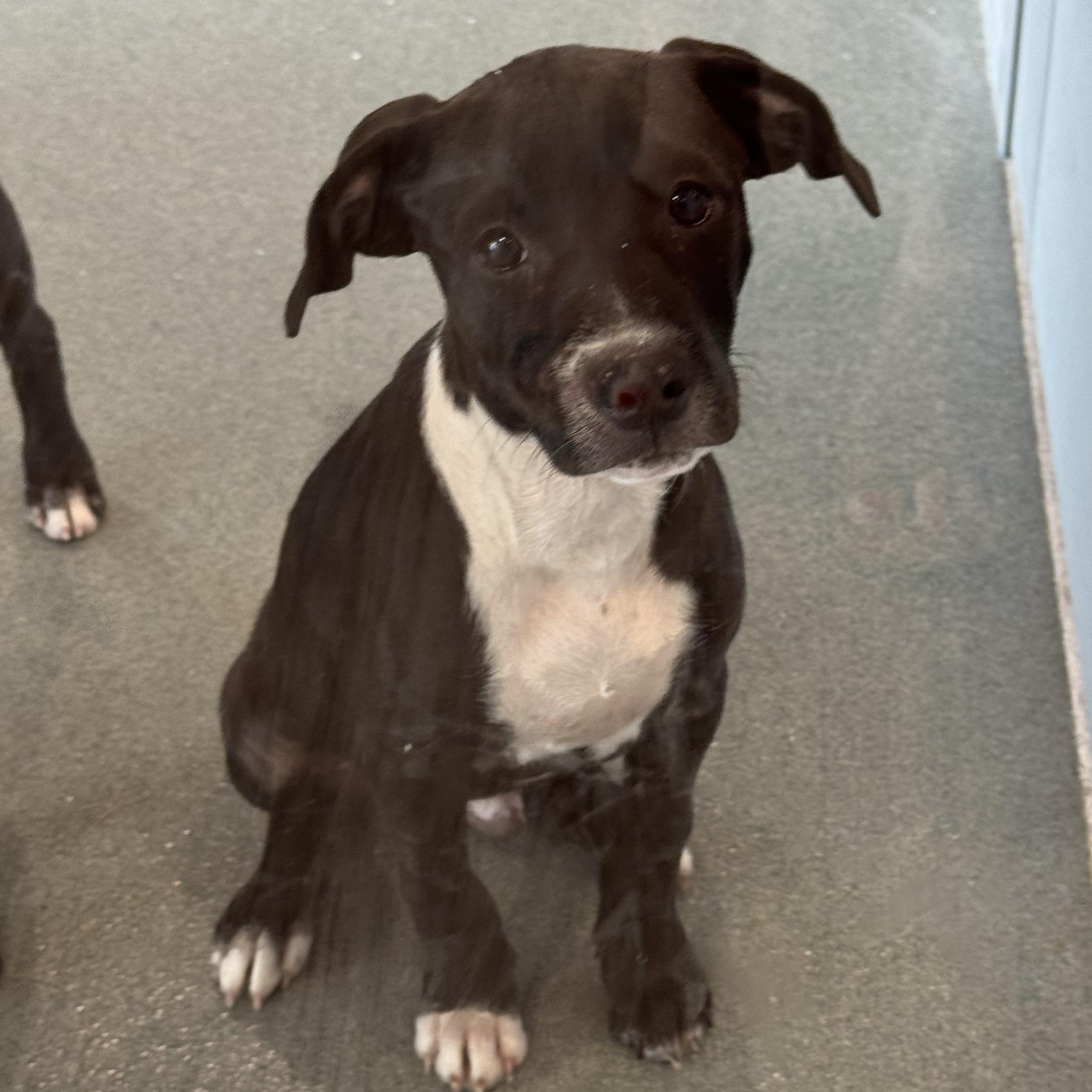 Enlarge Petey, a Adopted mixed breed in Memphis, TN image 2/4