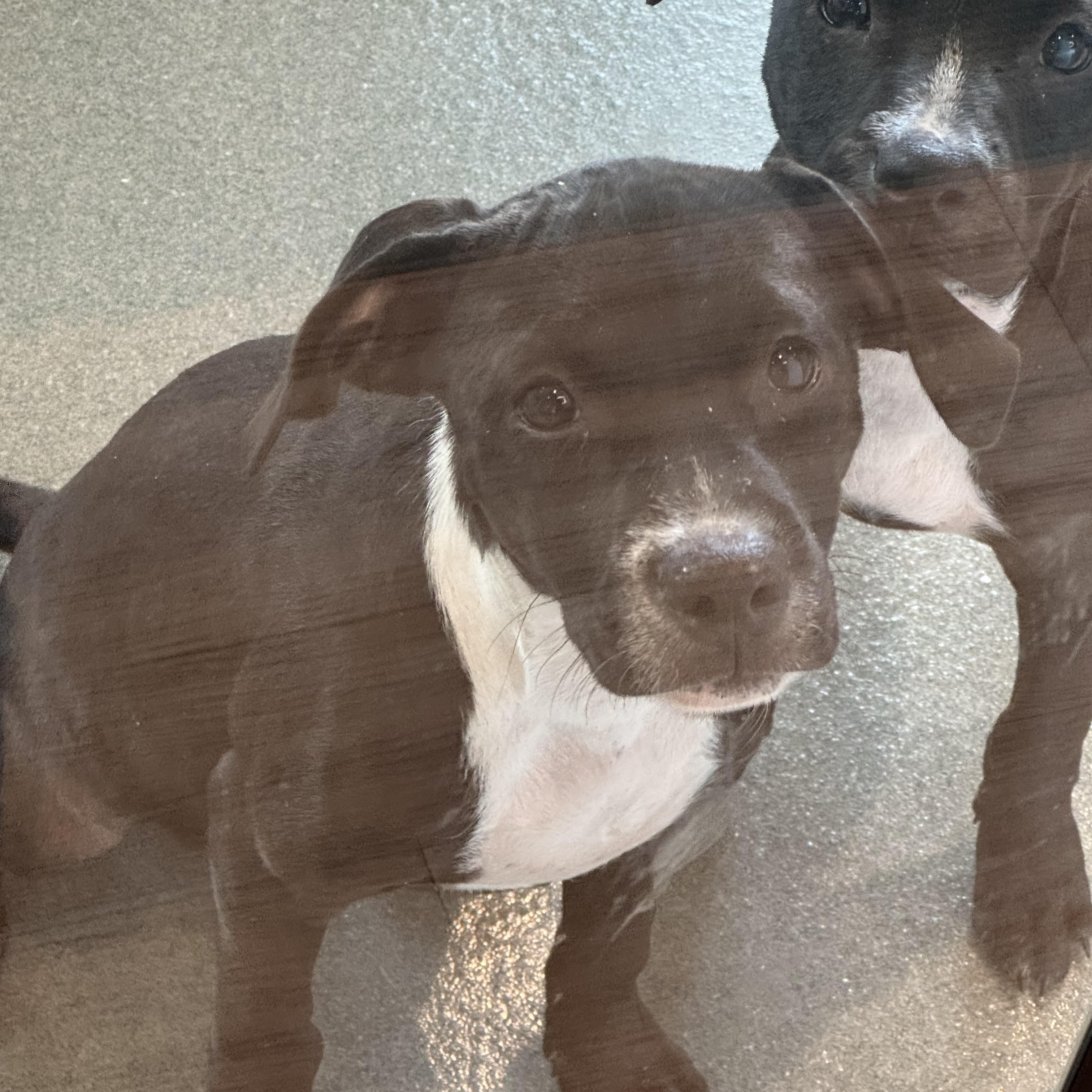 Enlarge Petey, a Adopted mixed breed in Memphis, TN image 3/4