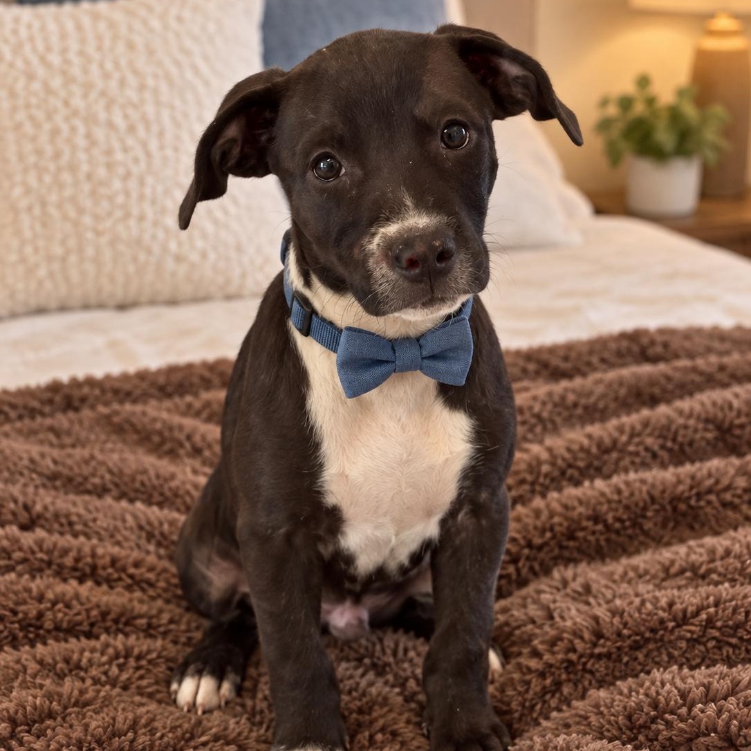 Petey, Adopted, Puppy Male Black Labrador Retriever.