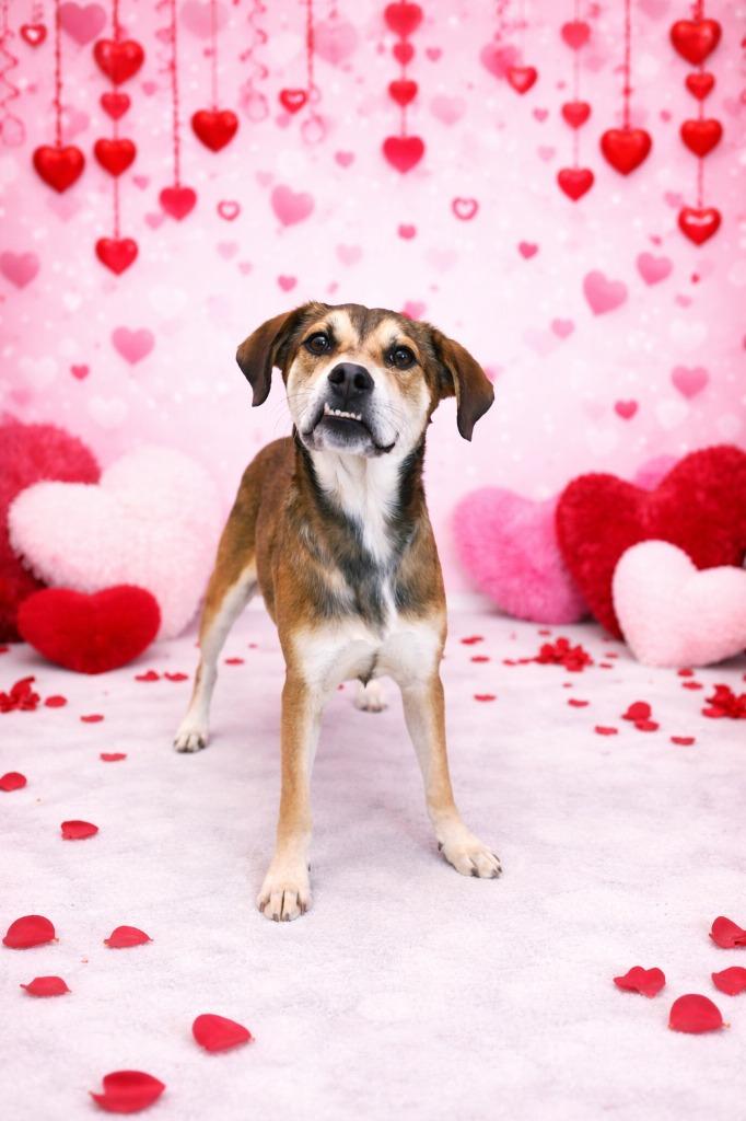 Enlarge Macaron, a Adoptable mixed breed in Hardeeville, SC image 1/1