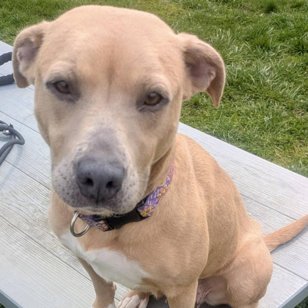 Charo, Adoptable, Adult Female Mixed Breed.