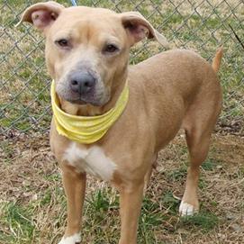 Enlarge Charo, a Adoptable Mixed Breed in Jeffersonville, IN image 2/6