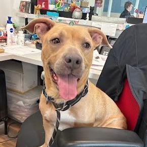 Enlarge Charo, a Adoptable Mixed Breed in Jeffersonville, IN image 3/6