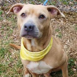 Enlarge Charo, a Adoptable Mixed Breed in Jeffersonville, IN image 4/6