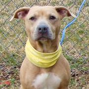 Enlarge Charo, a Adoptable Mixed Breed in Jeffersonville, IN image 5/6