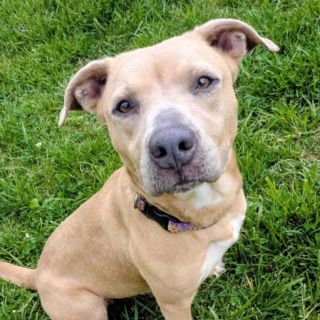 Charo, a Adoptable Mixed Breed in Jeffersonville, IN image 5/6