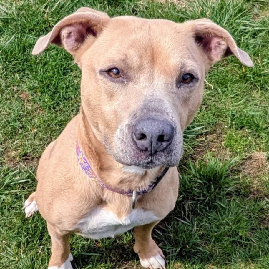 Enlarge Charo, a Adoptable Mixed Breed in Jeffersonville, IN image 6/6