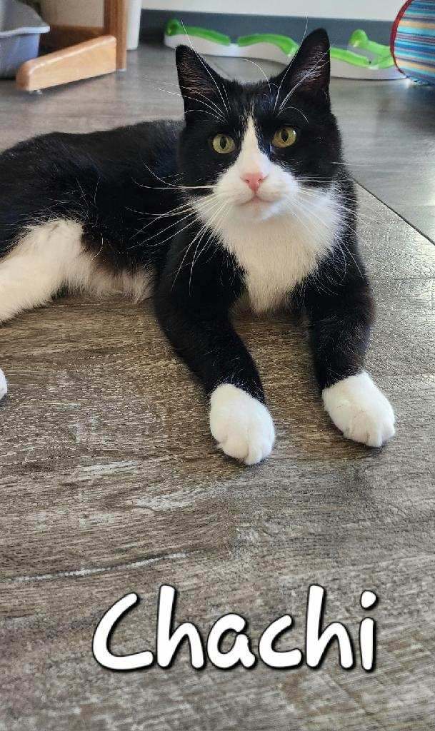 Chachi, Adoptable, Adult Male Domestic Short Hair.