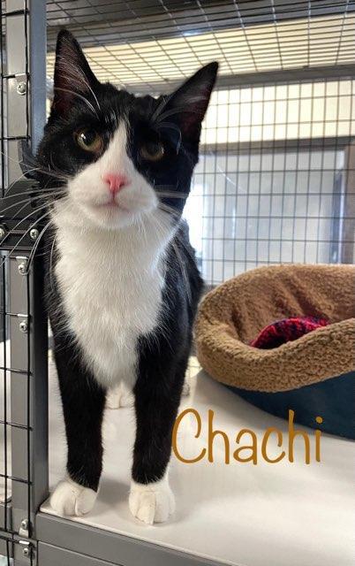 Enlarge Chachi, a Adoptable Domestic Short Hair in Hazleton, IA image 2/5