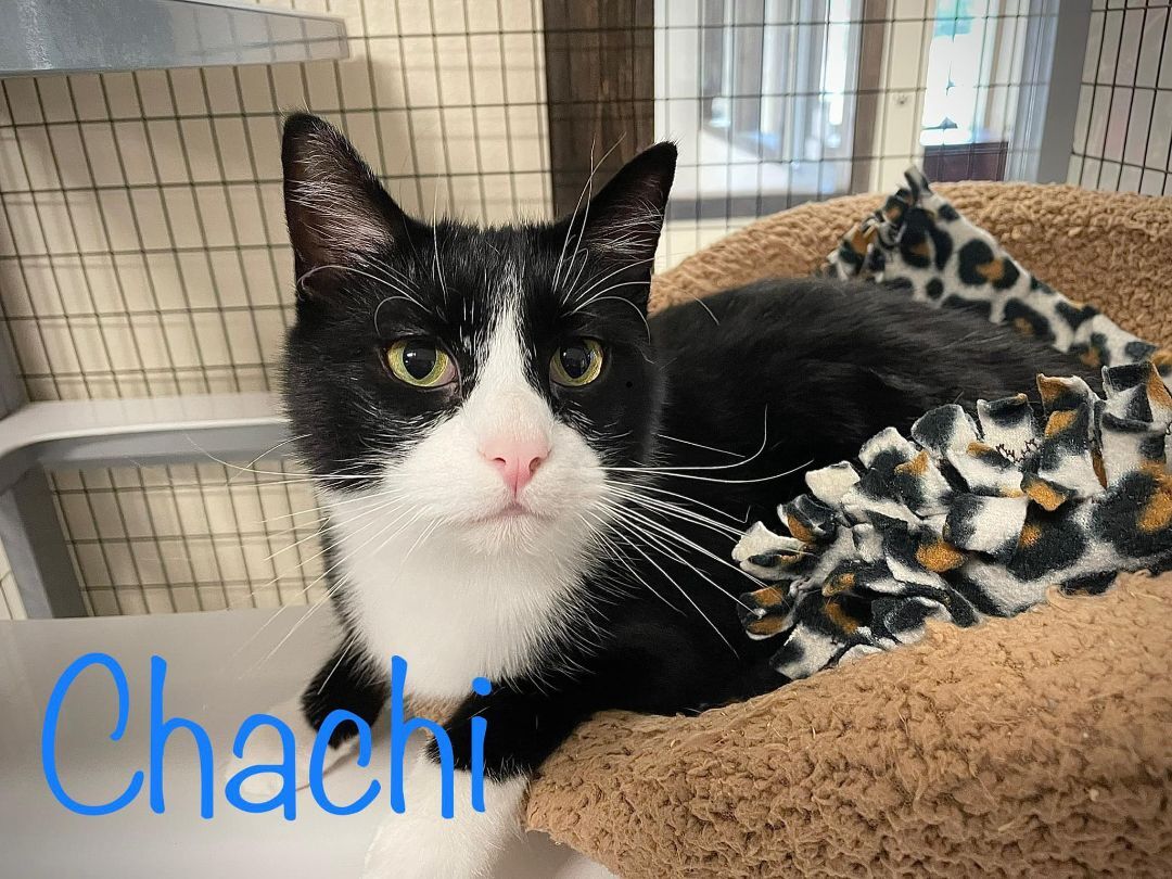 Enlarge Chachi, a Adoptable Domestic Short Hair in Hazleton, IA image 3/5