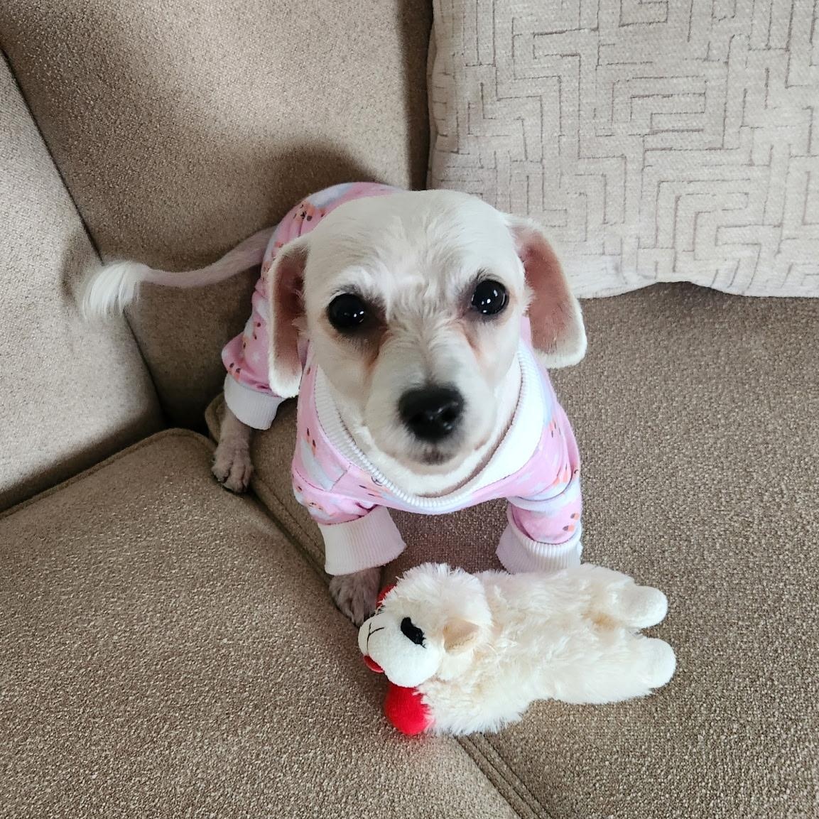 MYSTIC, ADOPTABLE, Adult Female Bichon Frise.