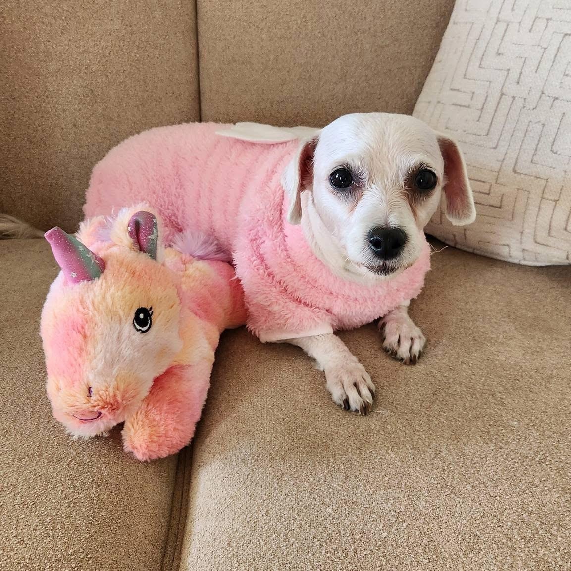 Enlarge MYSTIC, a ADOPTABLE Bichon Frise in Schnecksville, PA image 2/3