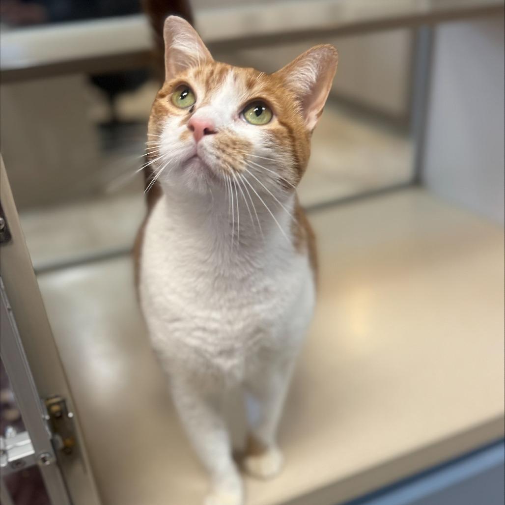 Frankie, Adoptable, Adult Male American Shorthair.