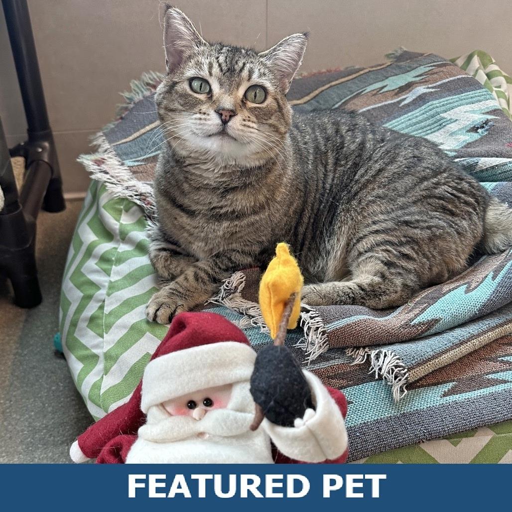 Dahlia, Adoptable, Adult Female Domestic Short Hair.