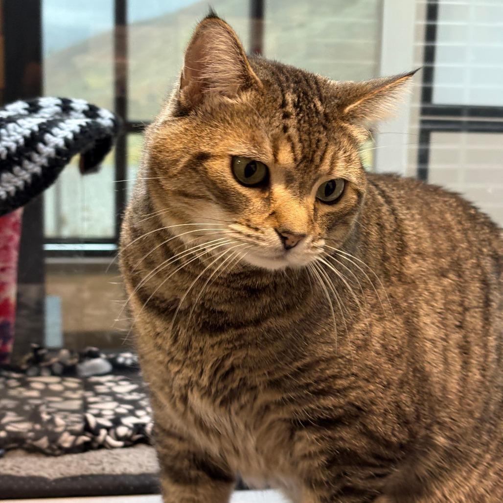 Dahlia, Adoptable, Adult Female Domestic Short Hair.