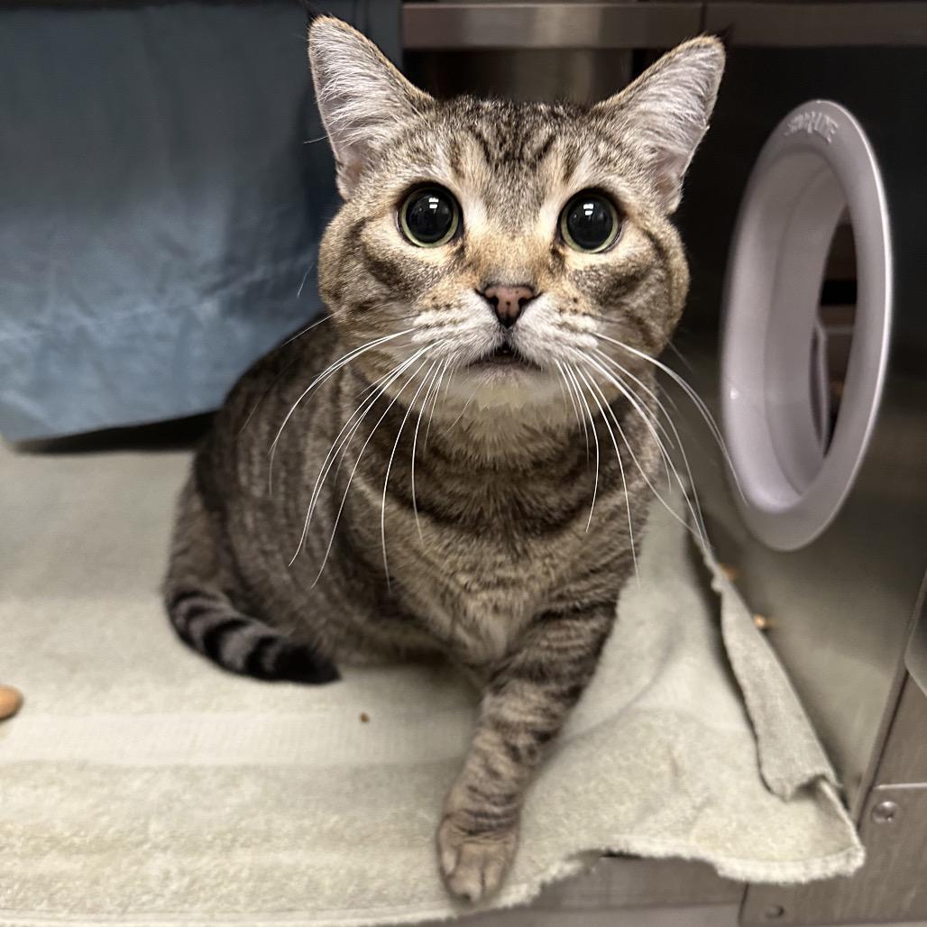 Dahlia, Adoptable, Adult Female Domestic Short Hair.