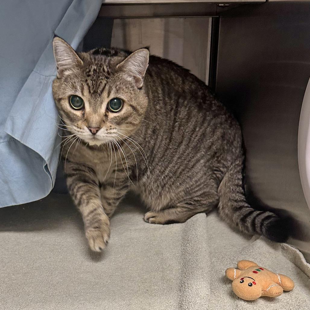 Dahlia, a Adoptable Domestic Short Hair in Hailey, ID image 2/6