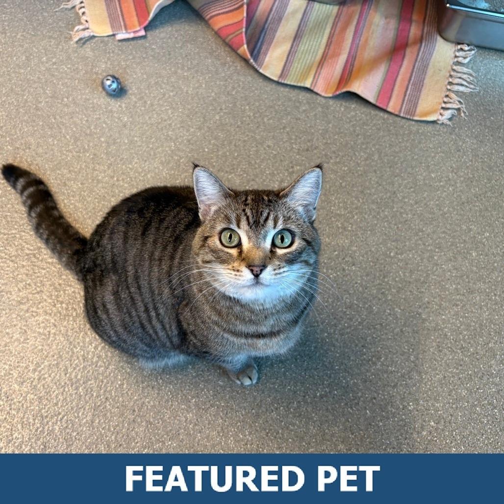 Dahlia, a Adoptable Domestic Short Hair in Hailey, ID image 3/6