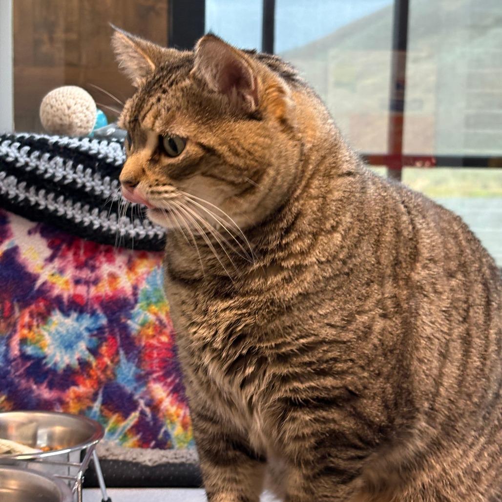 Dahlia, a Adoptable Domestic Short Hair in Hailey, ID image 4/6