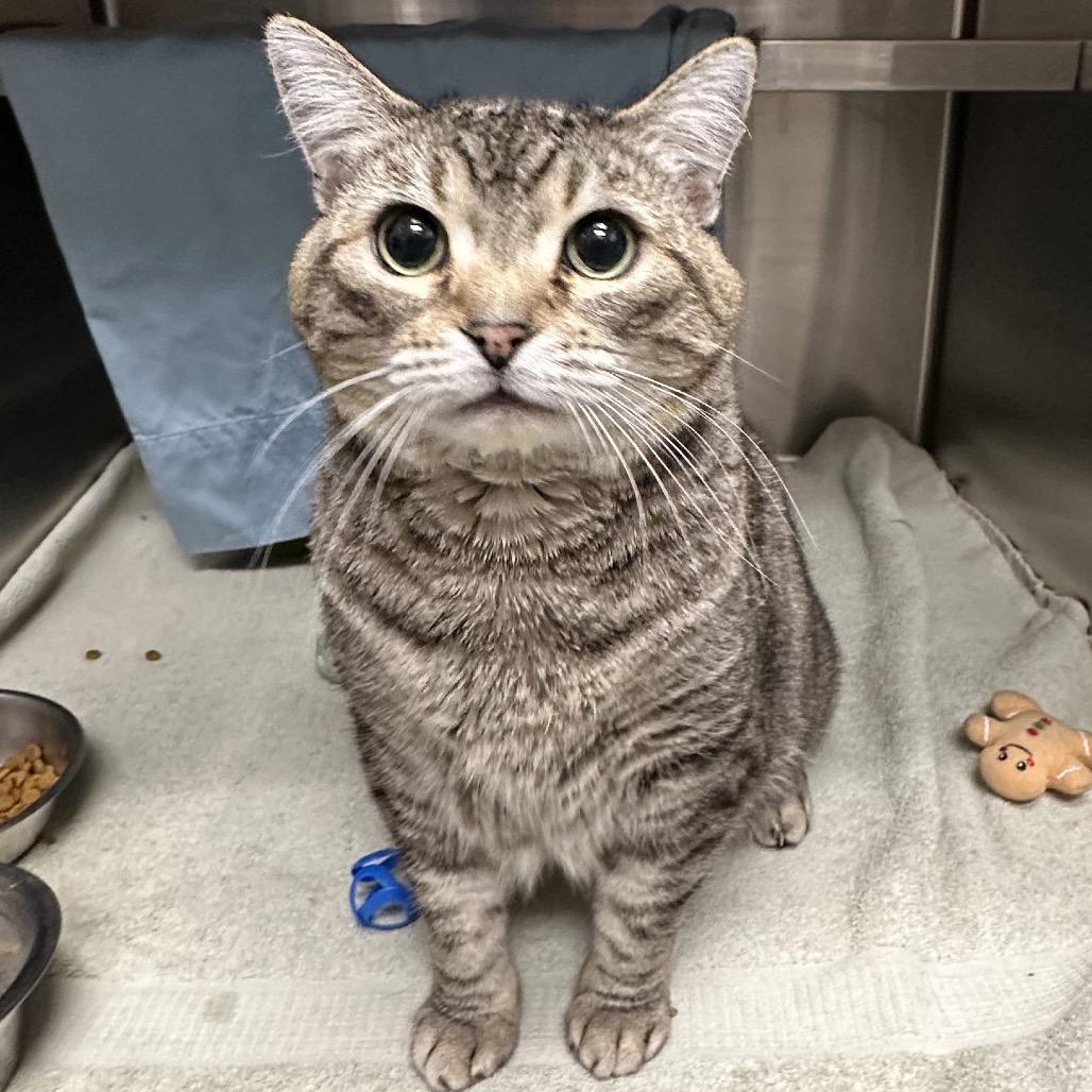 Dahlia, a Adoptable Domestic Short Hair in Hailey, ID image 5/6