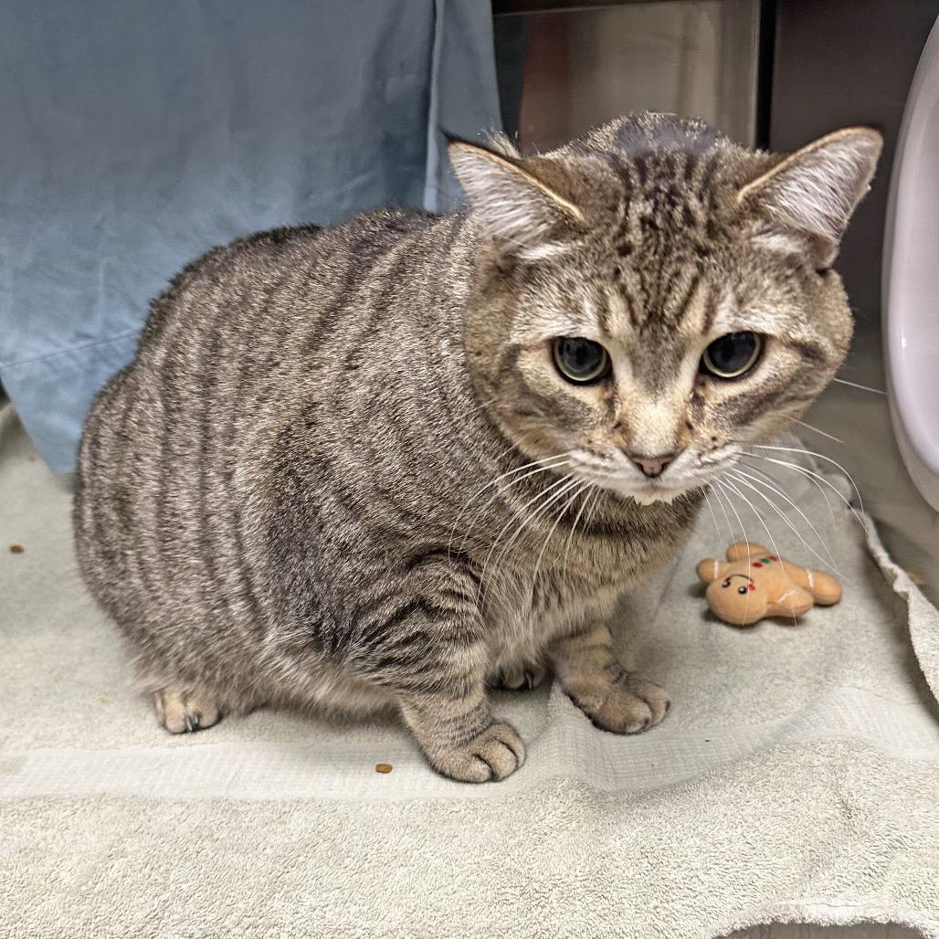 Dahlia, a Adoptable Domestic Short Hair in Hailey, ID image 6/6