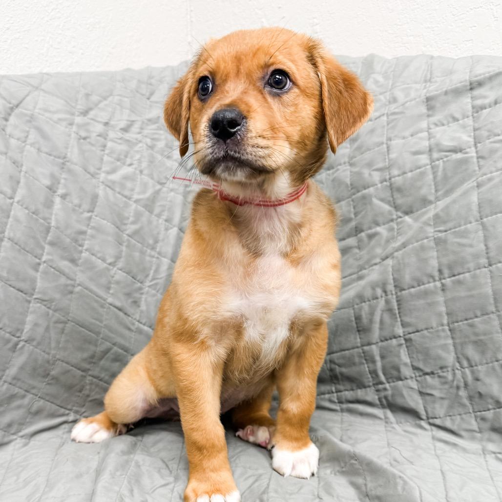 468 (2026) Willow, Adoptable, Puppy Female Great Pyrenees.