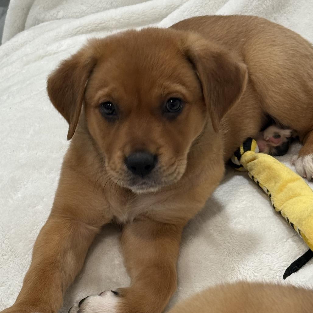 Enlarge 468 (2026) Willow, a Adoptable mixed breed in Parker, CO image 2/6