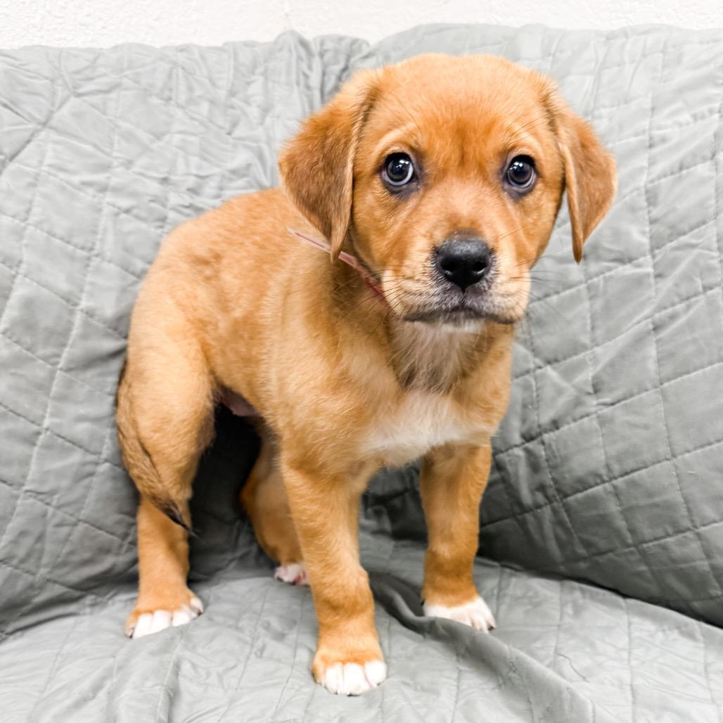 Enlarge 468 (2026) Willow, a Adoptable mixed breed in Parker, CO image 3/6