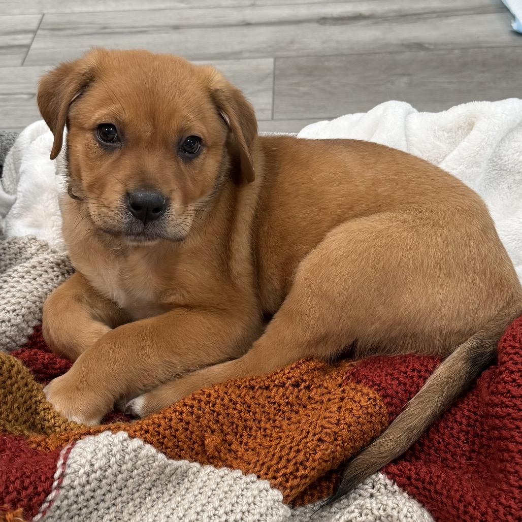 Enlarge 468 (2026) Willow, a Adoptable mixed breed in Parker, CO image 4/6