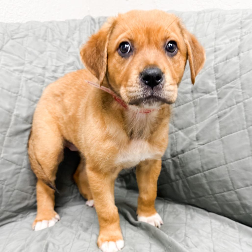 Enlarge 468 (2026) Willow, a Adoptable mixed breed in Parker, CO image 5/6