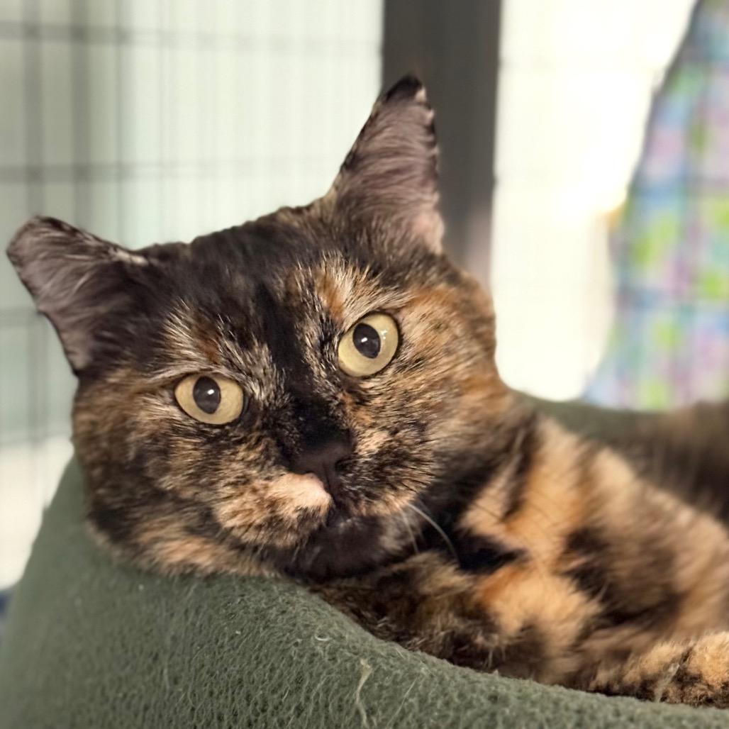 Enlarge Cleo, a Adoptable Domestic Short Hair in Redwood Valley, CA image 2/3