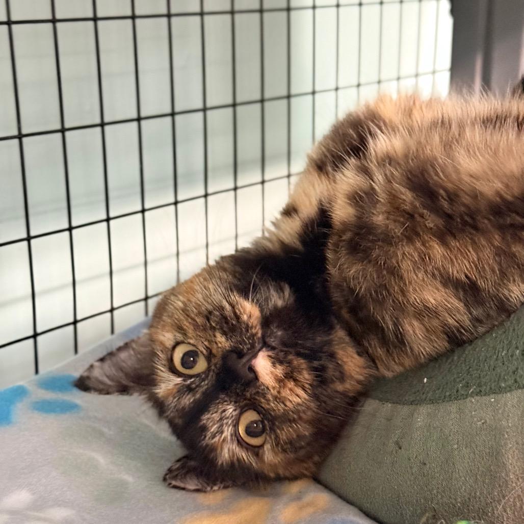 Cleo, a Adoptable Domestic Short Hair in Redwood Valley, CA image 3/3