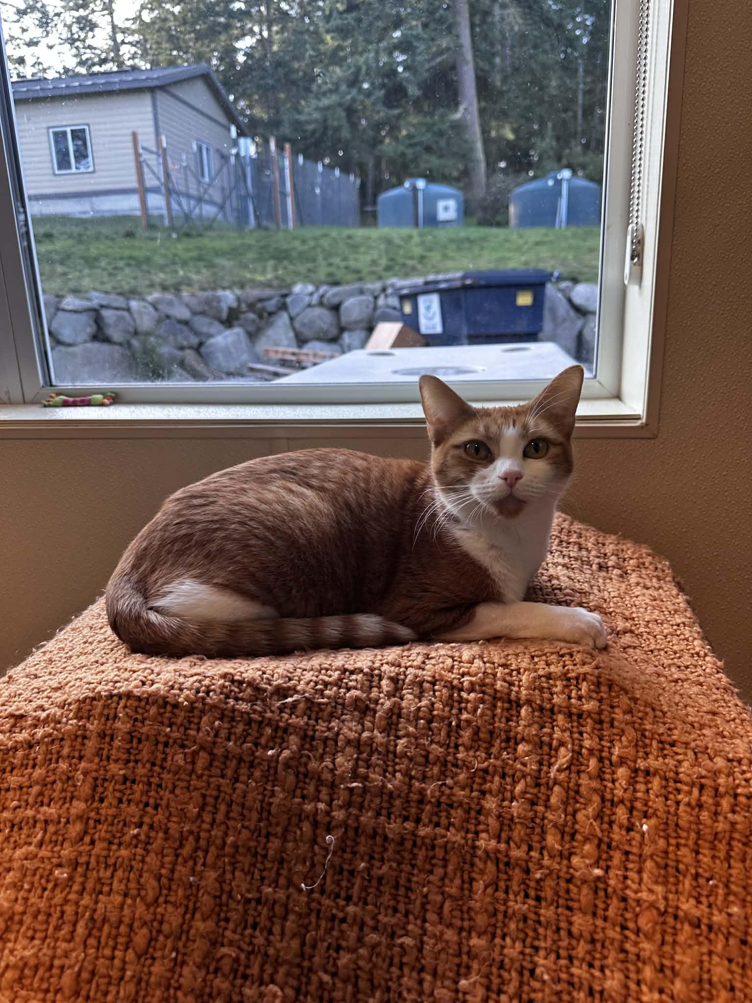 Enlarge Mango, an adopted Domestic Short Hair in Friday Harbor, WA image 1/1
