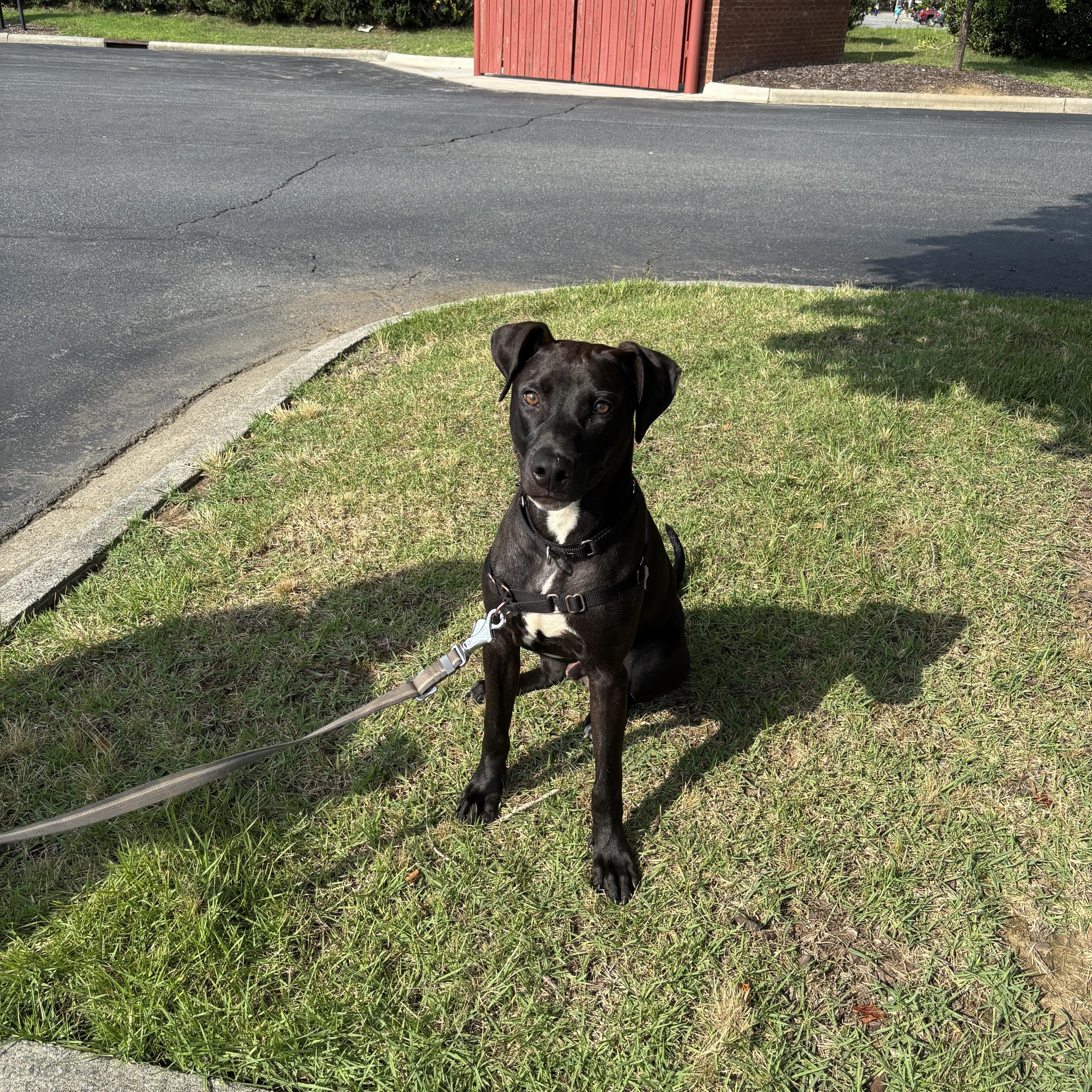 Twizzler, a ADOPTABLE mixed breed in Kannapolis, NC image 5/5