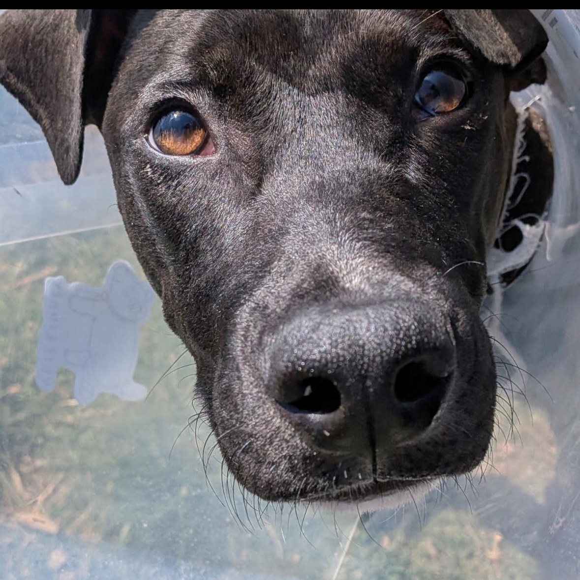 Twizzler, a ADOPTABLE mixed breed in Kannapolis, NC image 2/5