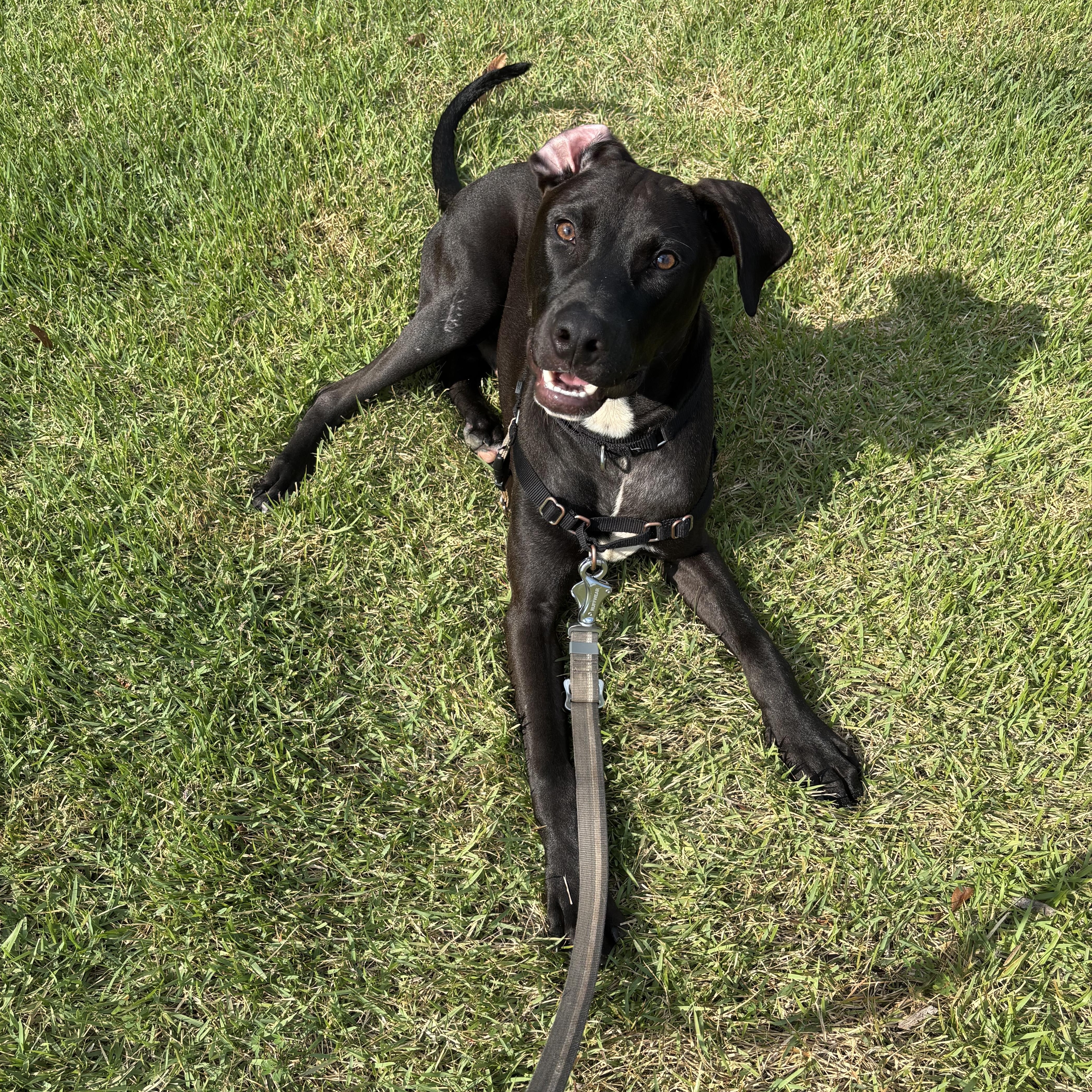 Twizzler, ADOPTABLE, Young Male Doberman Pinscher.
