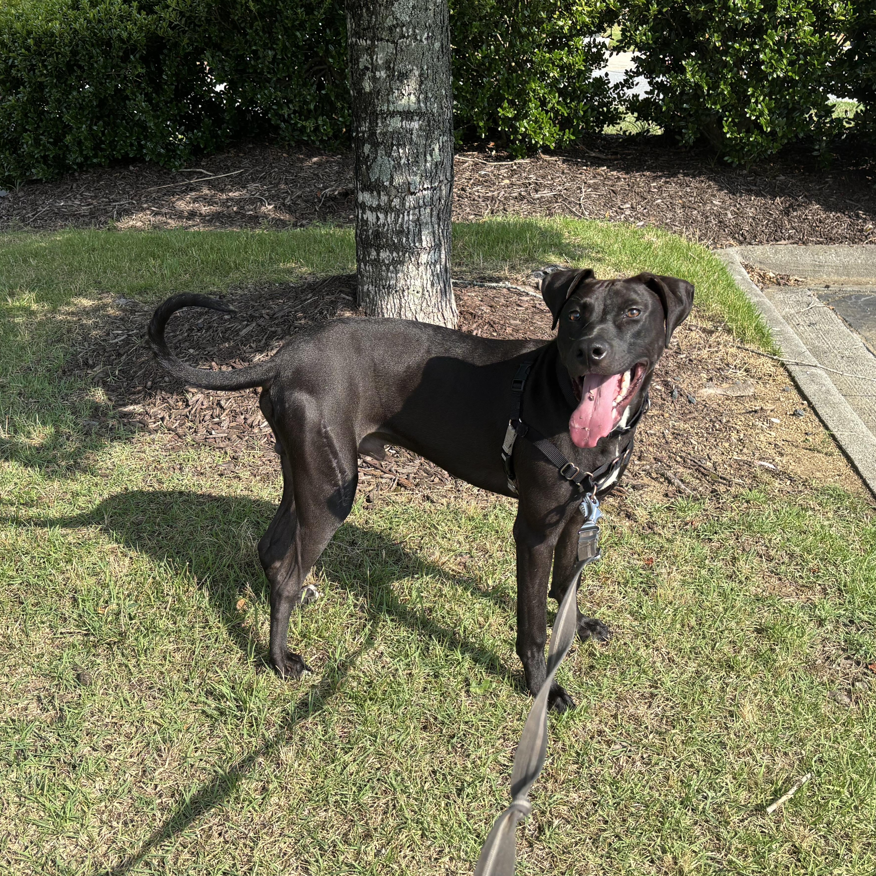 Twizzler, a ADOPTABLE mixed breed in Kannapolis, NC image 3/5