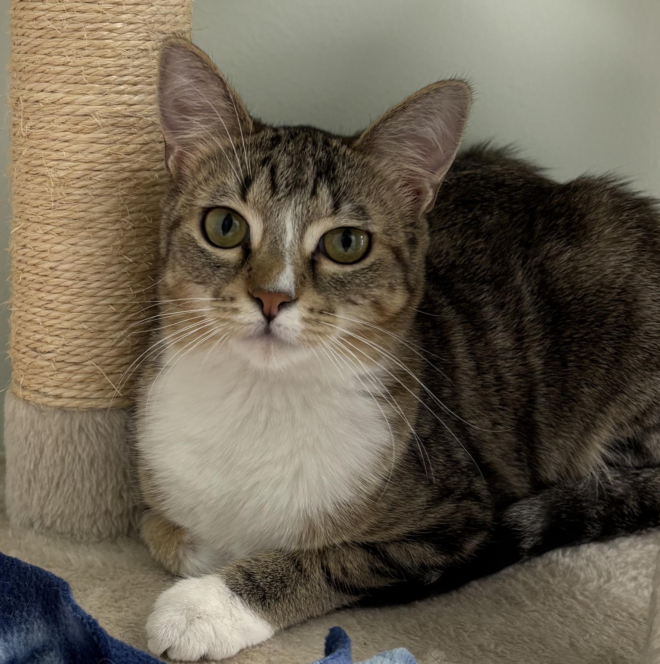 Isabella, adopted, Young Female Domestic Short Hair.