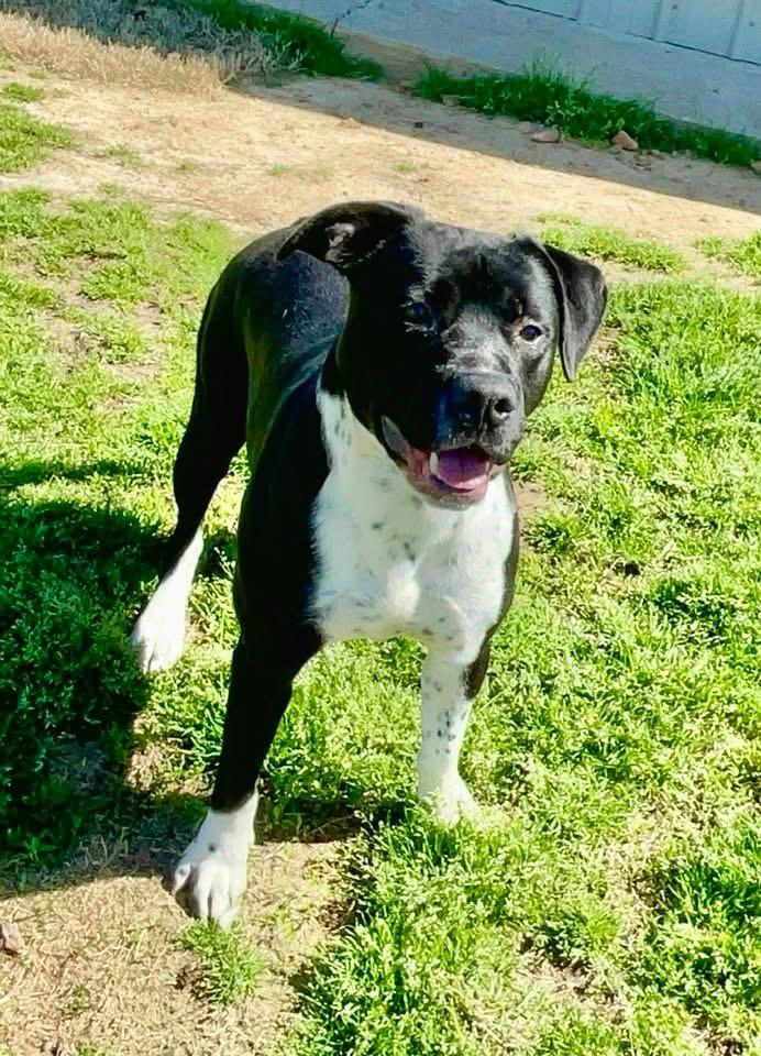 Major, Adoptable, Young Male Boxer & Pit Bull Terrier.