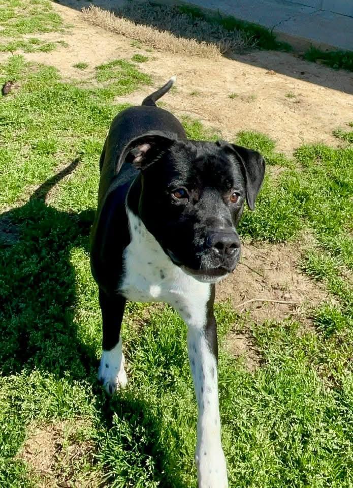 Enlarge Major, a Adoptable mixed breed in Southaven , MS image 2/6