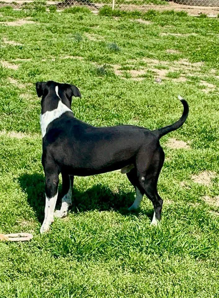 Enlarge Major, a Adoptable mixed breed in Southaven , MS image 5/6