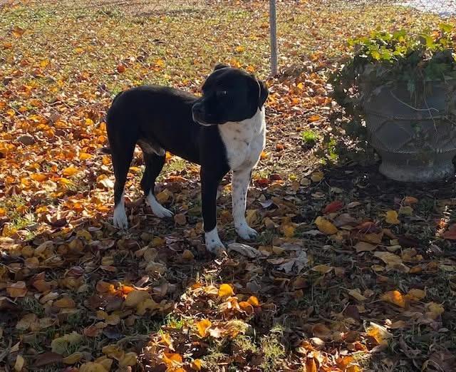 Enlarge Major, a Adoptable mixed breed in Southaven , MS image 4/6