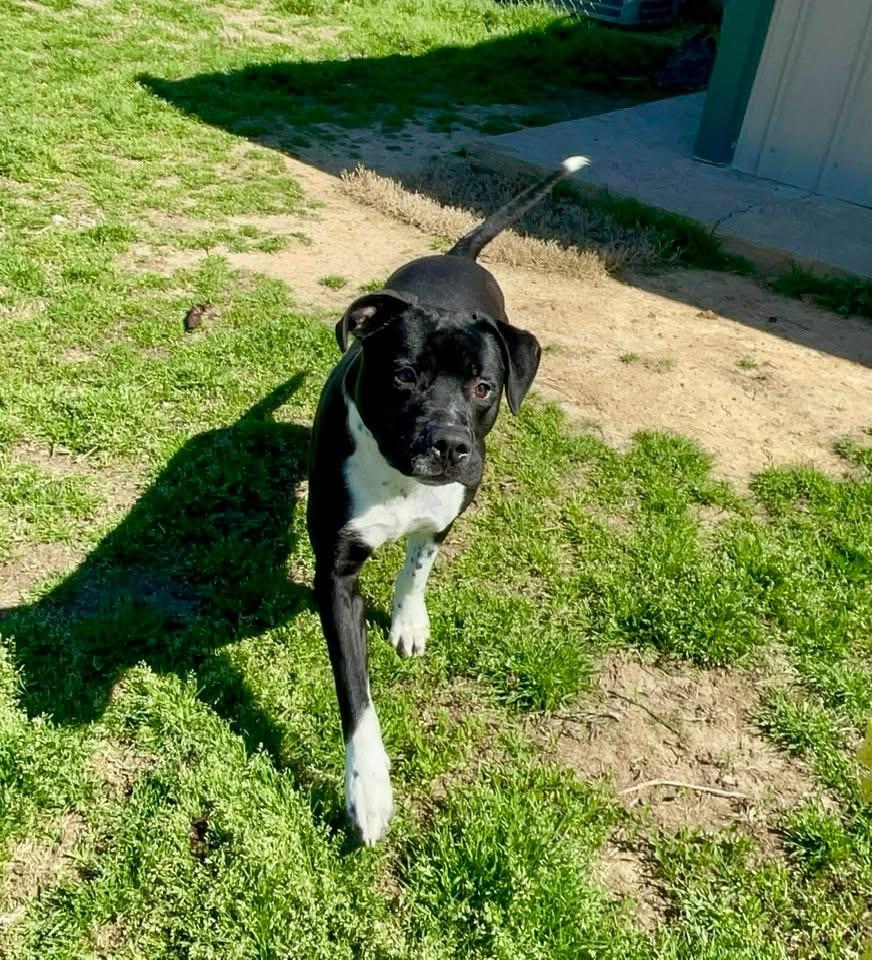 Enlarge Major, a Adoptable mixed breed in Southaven , MS image 3/6