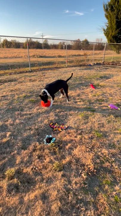 Enlarge Major, a Adoptable mixed breed in Southaven , MS video 6/6