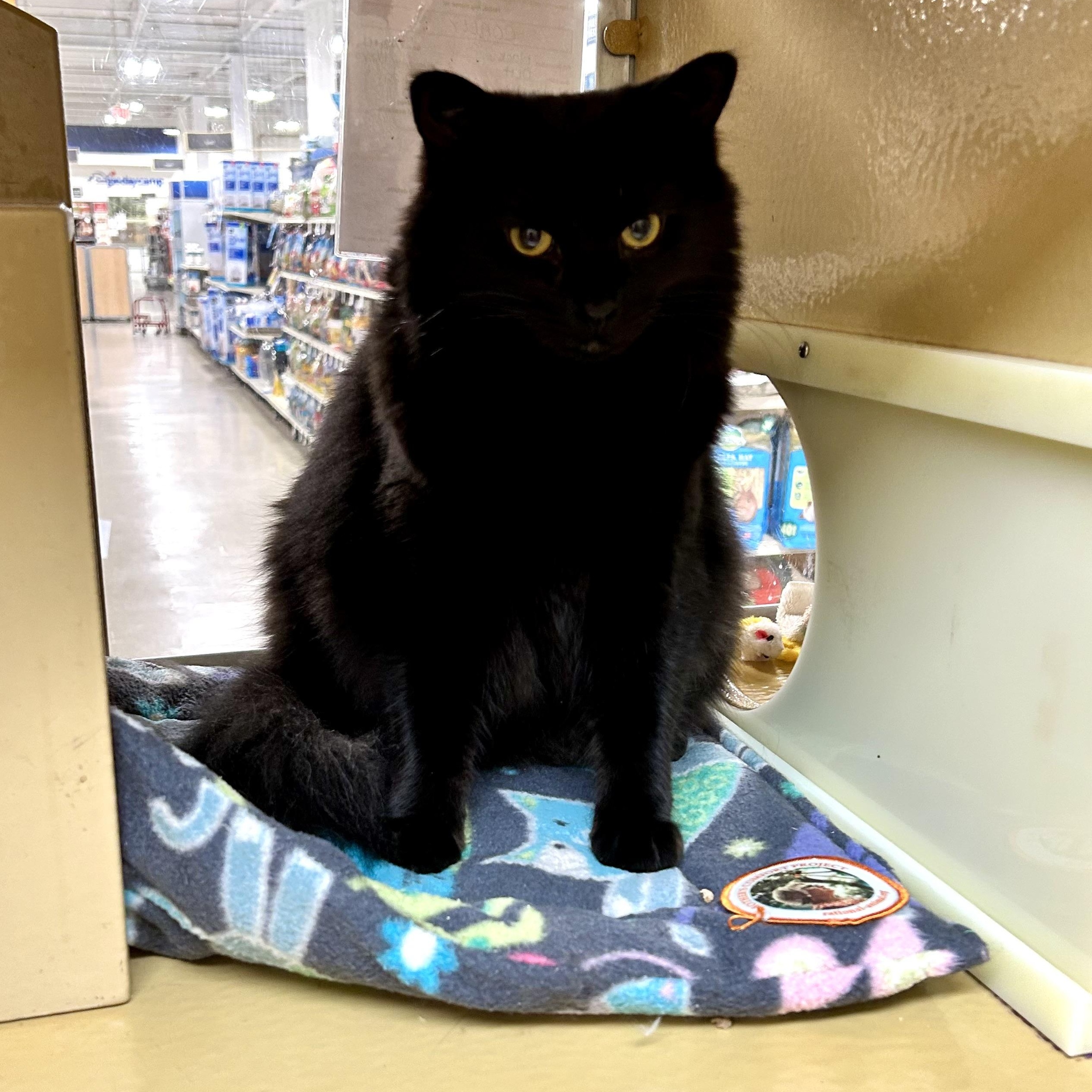 Coally, Adoptable, Young Male Domestic Long Hair.