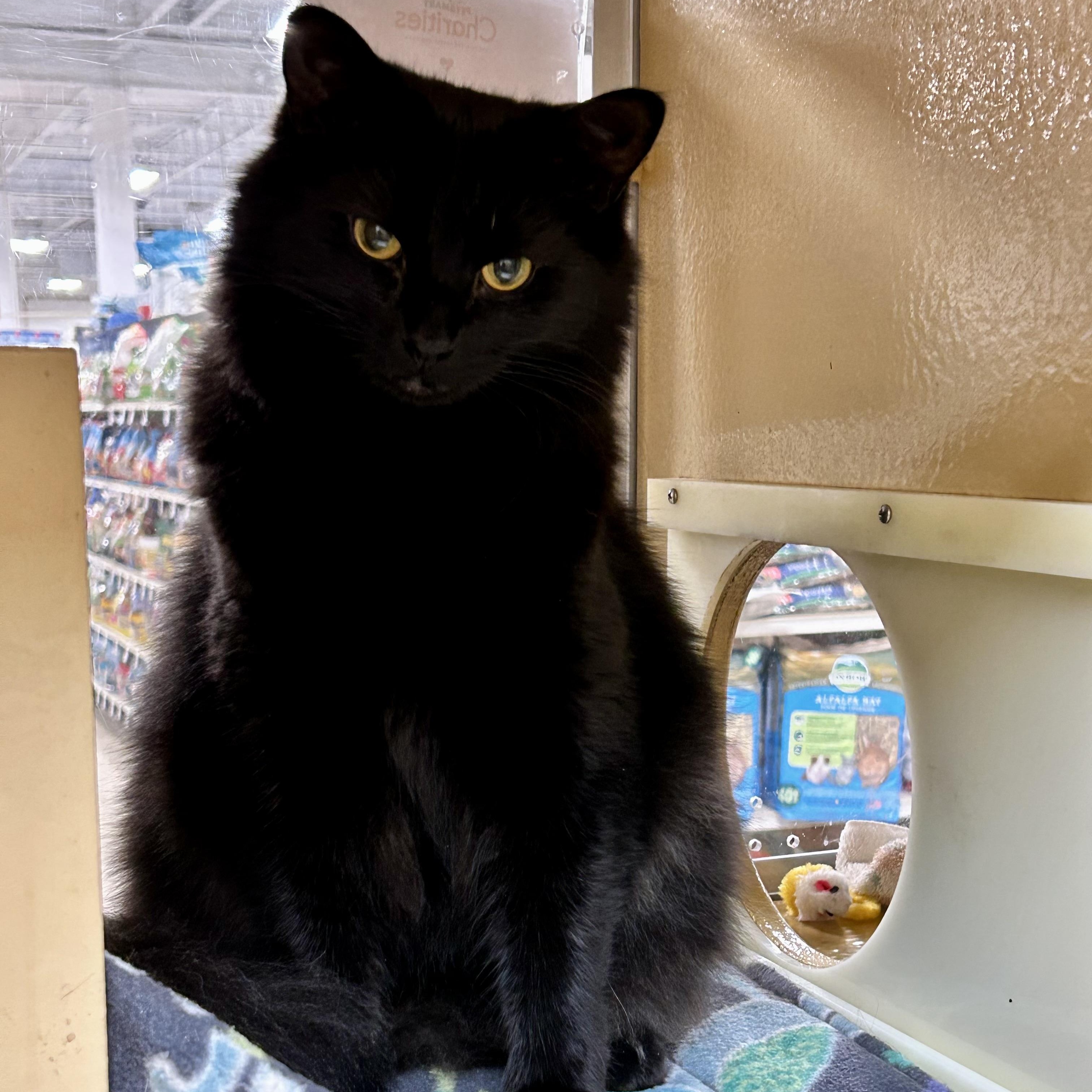 Enlarge Coally, a Adoptable Domestic Long Hair in Norwalk, CT image 3/3