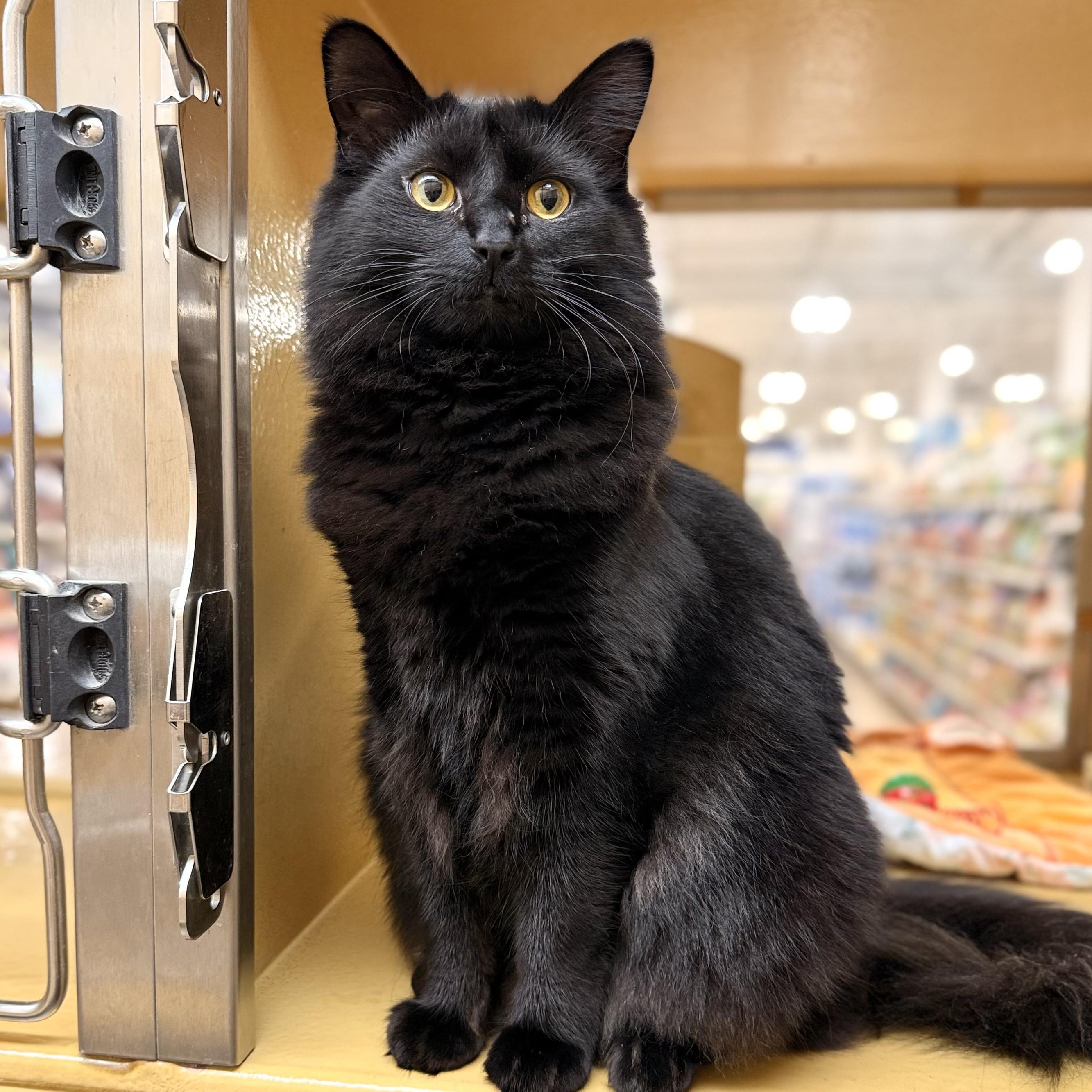 Enlarge Coally, a Adoptable Domestic Long Hair in Norwalk, CT image 1/3