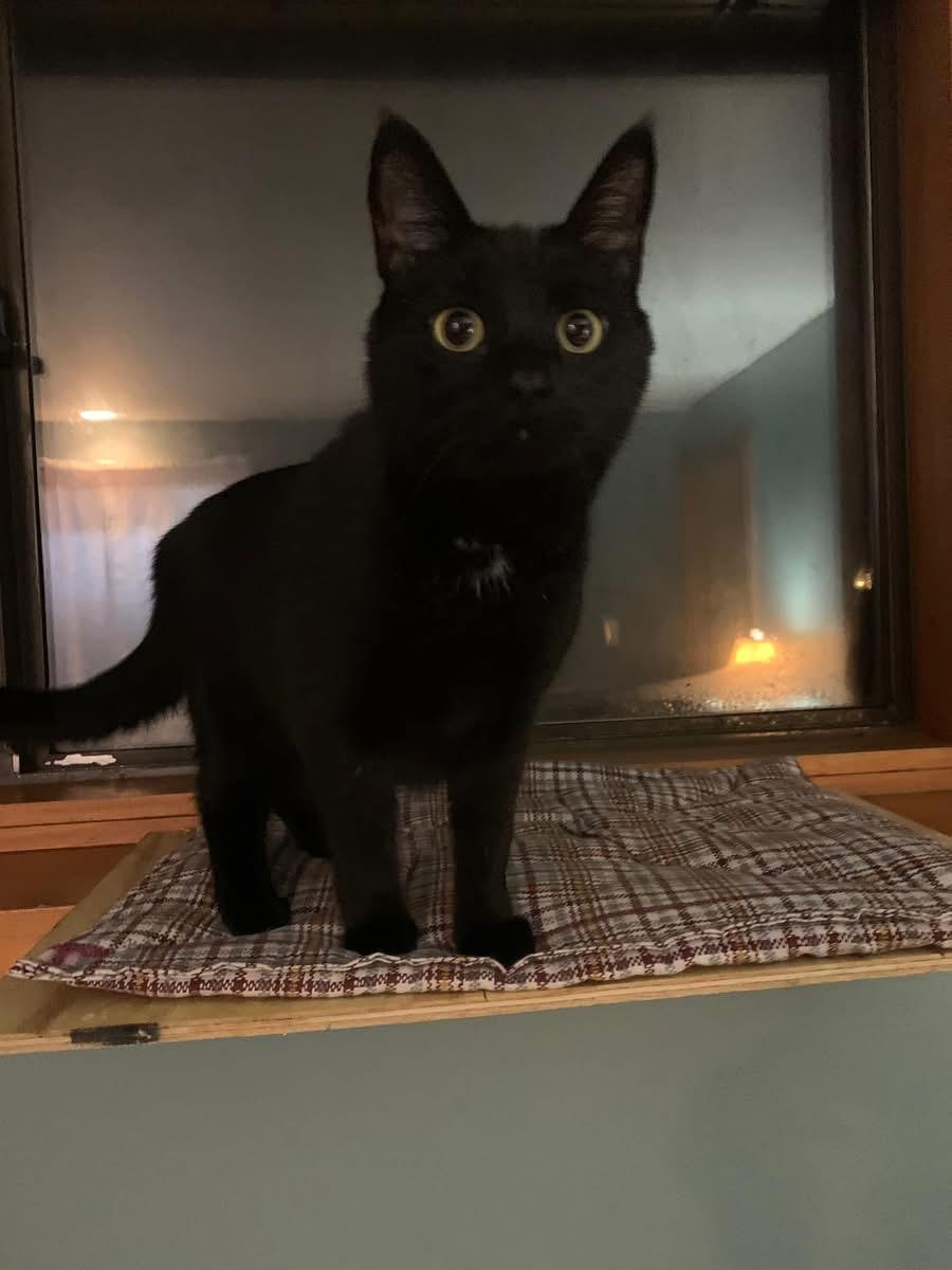 Enlarge Catelyn, a Adoptable Domestic Short Hair in Fair Haven, VT image 1/5